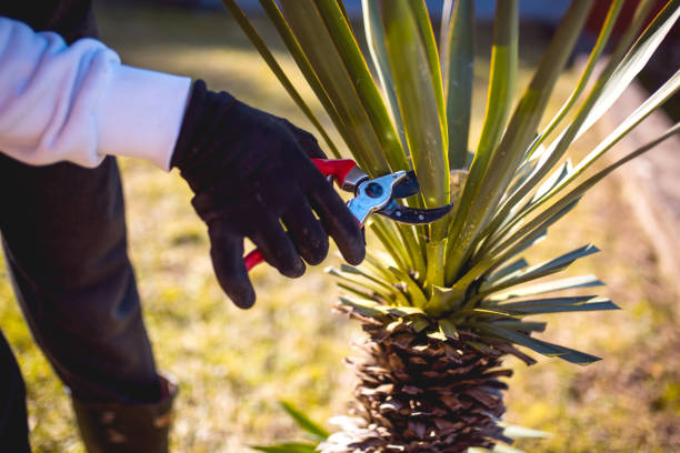 handsome young man gardener trimming outdoor