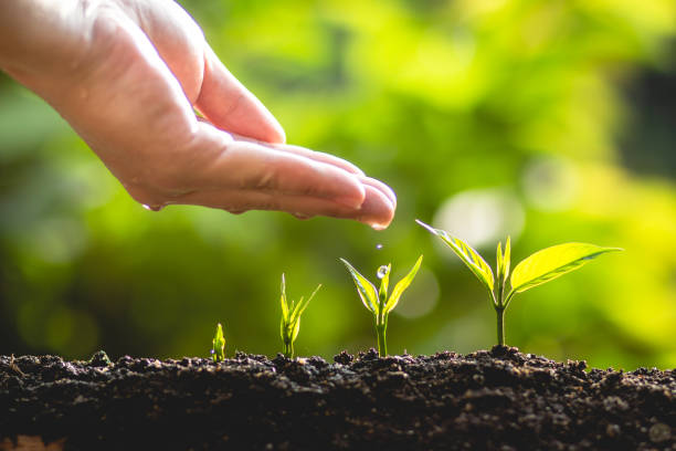 plant a tree growing tree care tree and hands watering trees in nature